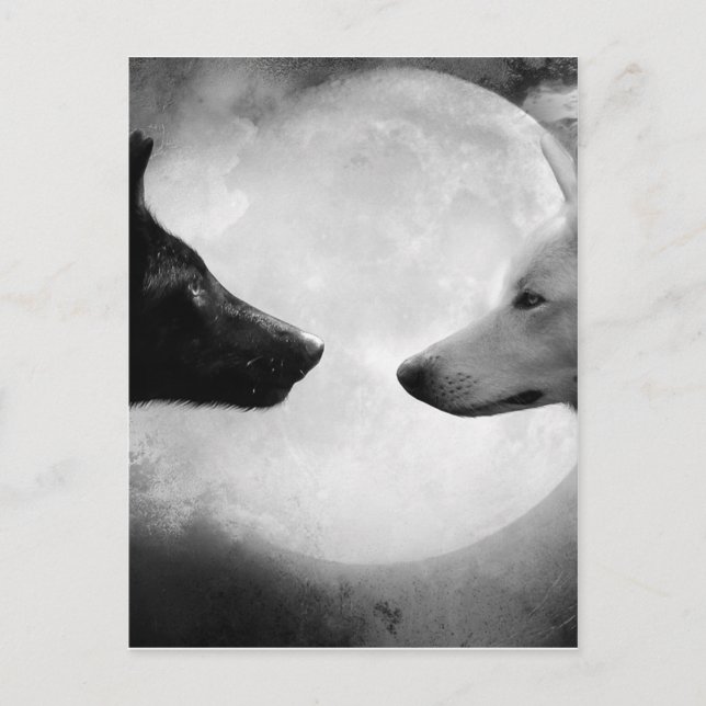 Two wolves facing each other postcard (Front)