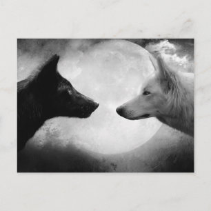 Two wolves facing each other postcard