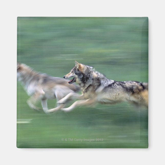 Two wolves in mountain meadow magnet (Front)