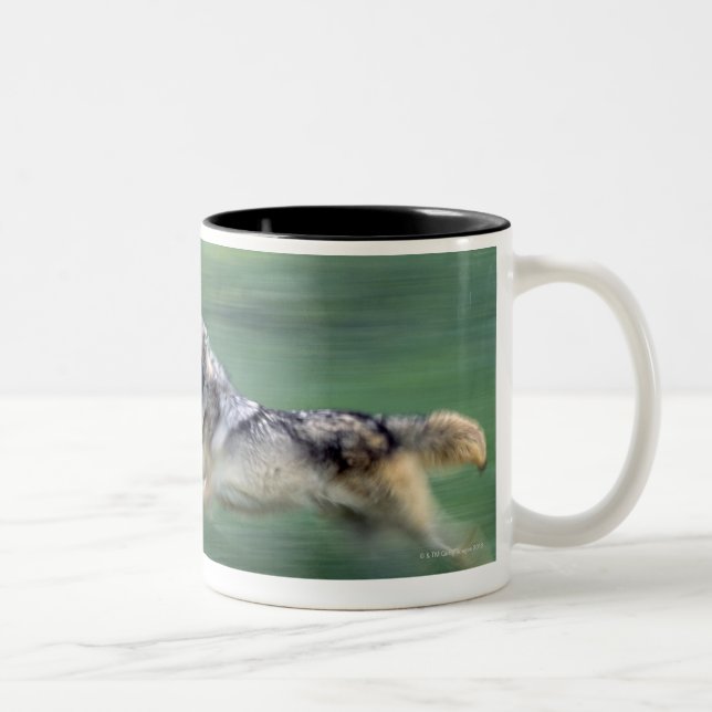 Two wolves in mountain meadow Two-Tone coffee mug (Right)