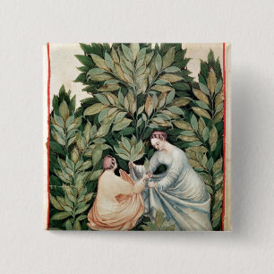 Two women picking sage, from 'Tacuinum 15 Cm Square Badge
