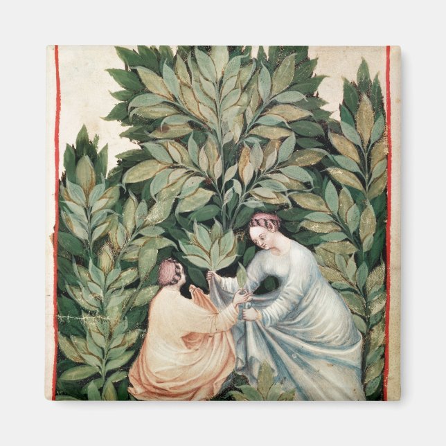 Two women picking sage, from 'Tacuinum Magnet (Front)