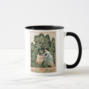 Two women picking sage, from 'Tacuinum Mug