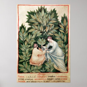 Two women picking sage, from 'Tacuinum Poster