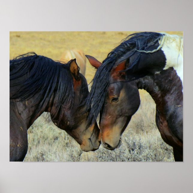 Two Wyoming Wild Horses Nuzzling Noses Poster (Front)