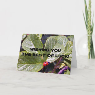 Two Years Old Ladybug Greeting Card