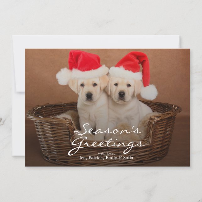 Two Yellow Lab Christmas Puppies Holiday Card (Front)
