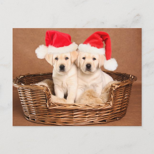 Two Yellow Lab Christmas Puppies Holiday Postcard (Front)