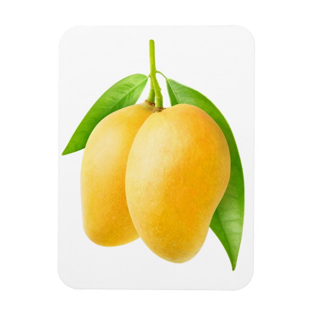 Two yellow mango fruits magnet (Vertical)
