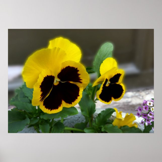 two yellow pansies poster (Front)