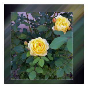 two yellow roses poster