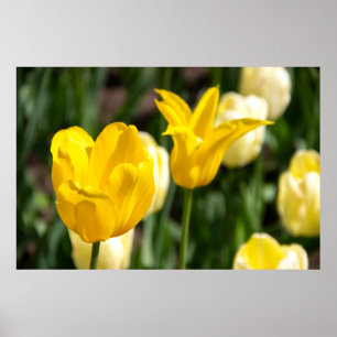 Two yellow tulips in the field pfoto poster