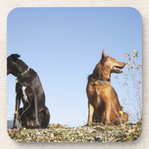 Two young dogs looking in opposite directions. coaster