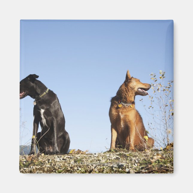 Two young dogs looking in opposite directions. magnet (Front)