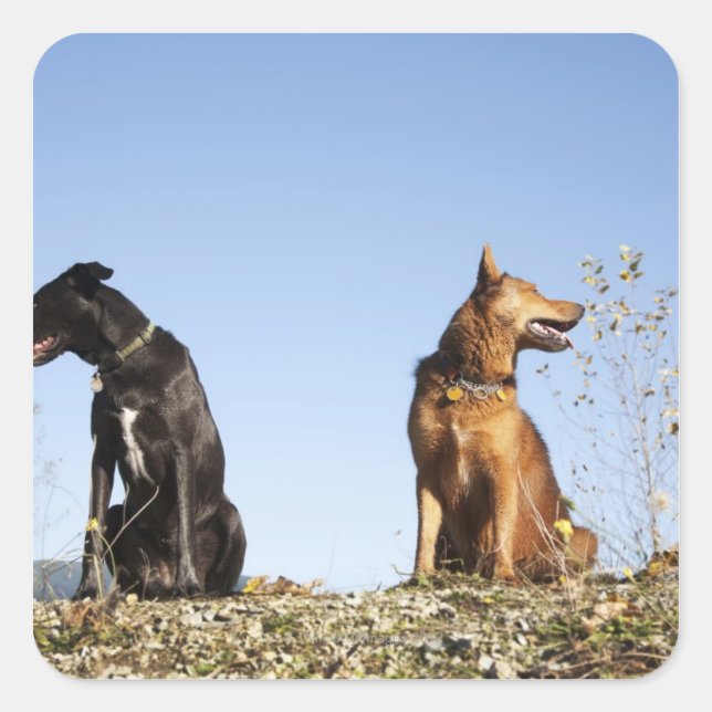 Two young dogs looking in opposite directions. square sticker (Front)