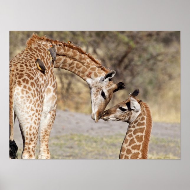 Two Young Giraffes Poster (Front)