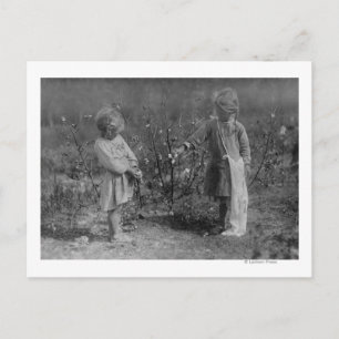 Two Young Girls Picking Cotton Photograph Postcard