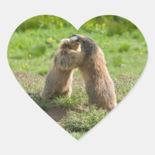 two young marmots heart sticker