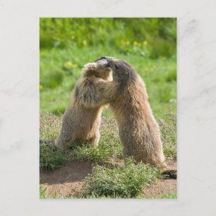two young marmots postcard