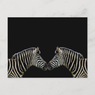 Two Zebras Nose to Nose Postcard
