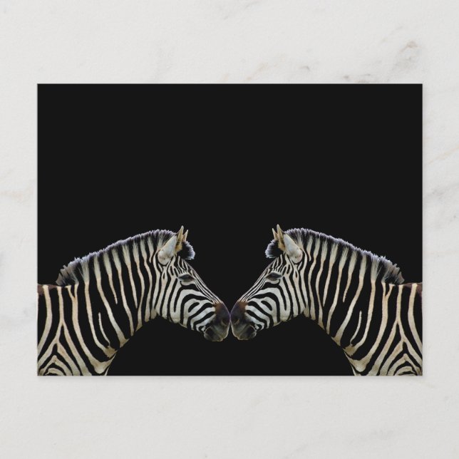 Two Zebras Nose to Nose Postcard (Front)