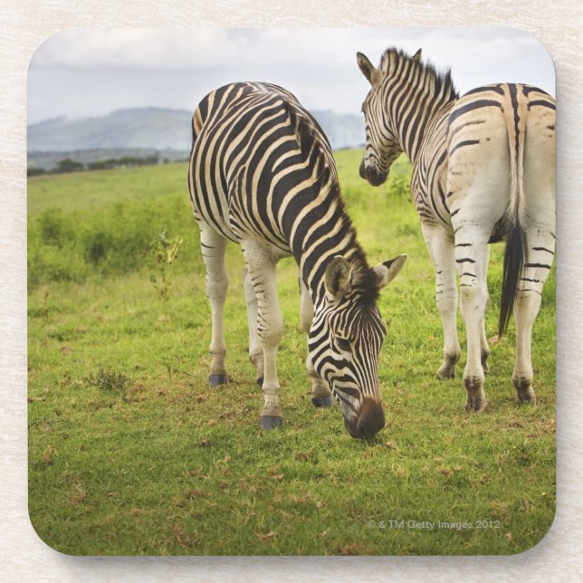 Two zebras, South Africa Coaster (Front)