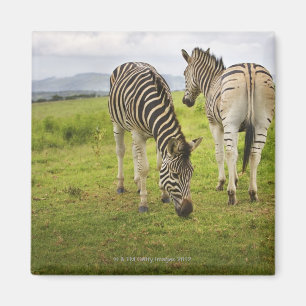 Two zebras, South Africa Magnet
