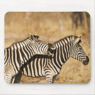 Two zebras standing in grass mouse pad