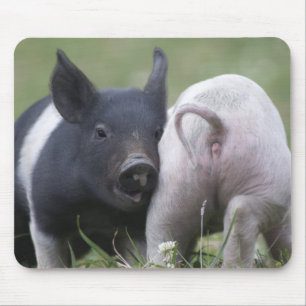 Twp Baby Pigs; Cute Piglets in Grassy Field Mouse Pad