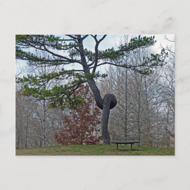 Twsited Tree Postcard (Front)