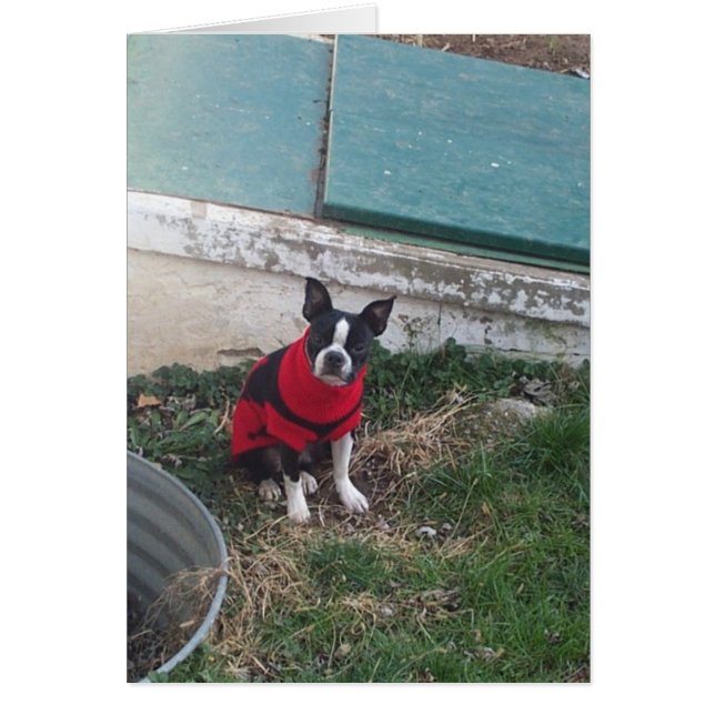 Tyke (Front)