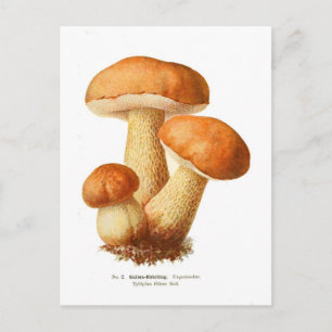 Tylopilus Postcard