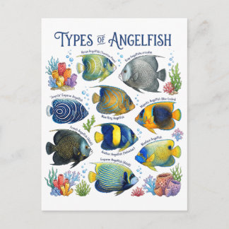 Types of Angelfish Watercolor Reef Fish Art Postcard