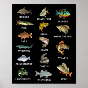 Types Of Freshwater Fish Species Fishing Fisherman Poster