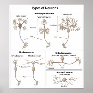 Types of Neuron poster