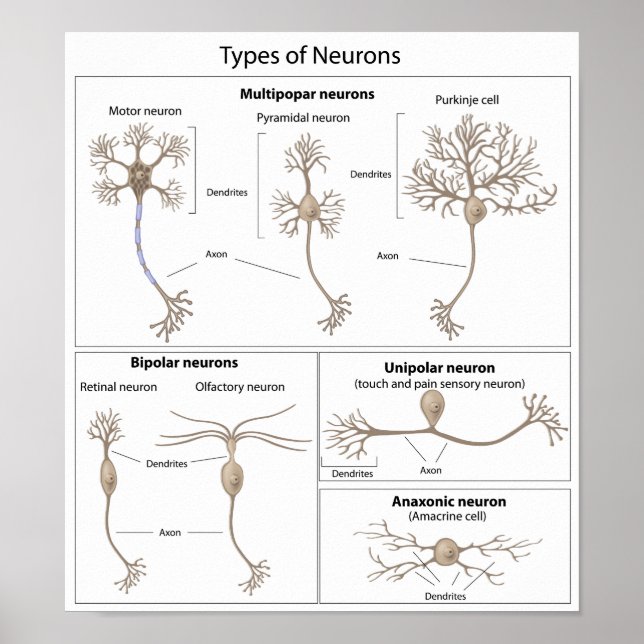 Types of Neuron poster (Front)