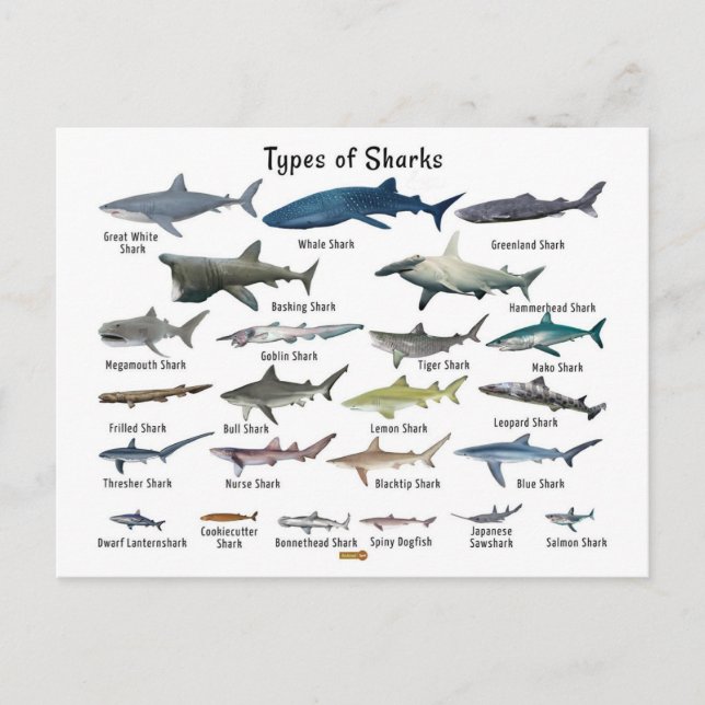 Types of sharks chart holiday postcard (Front)
