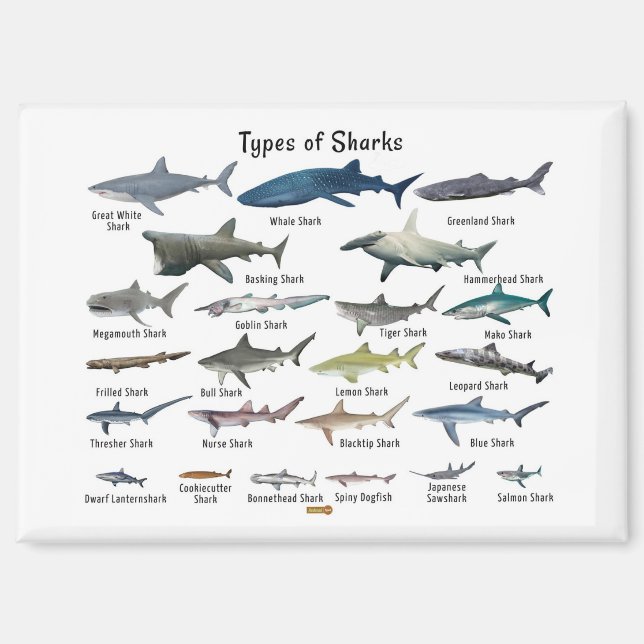 Types of sharks chart magnet (Front)