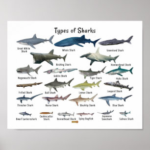 Types of sharks list Value Poster Paper (Matte)