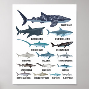 Types Of Sharks Shark Species Identification Ocean Poster