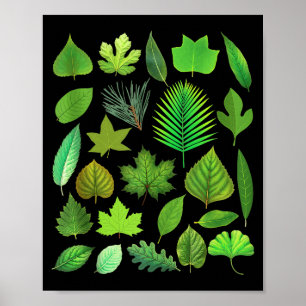 Types Of Tree Leaves Biology Nature Educational Ta Poster