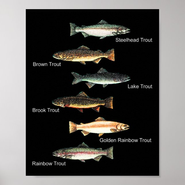 Types Of Trout Fish Species Collection Fishing  Poster (Front)