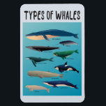 Types Of Whales Ocean Mammal Variety  Magnet<br><div class="desc">List of Whales to express love for whales and ocean creatures!</div>