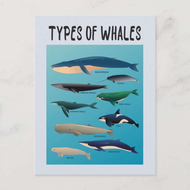 Types Of Whales Ocean Mammal Variety Postcard (Front)