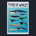 Types Of Whales Ocean Mammal Variety  Poster<br><div class="desc">List of Whales to express love for whales and ocean creatures!</div>