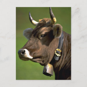 Typical cow postcard