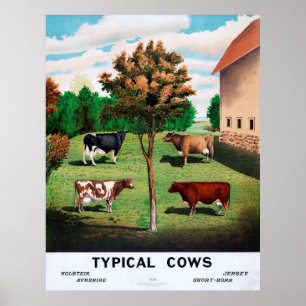 Typical Cows Poster