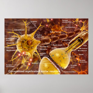 Typical myelinated vertebrate motor neurons poster
