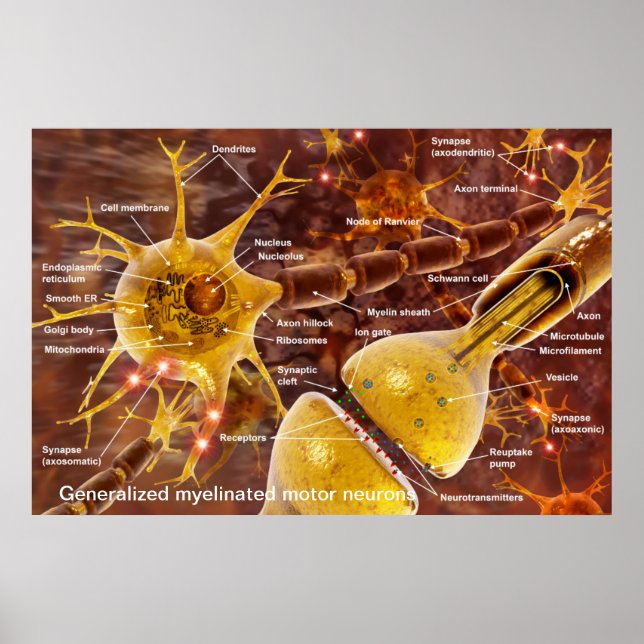 Typical myelinated vertebrate motor neurons poster (Front)