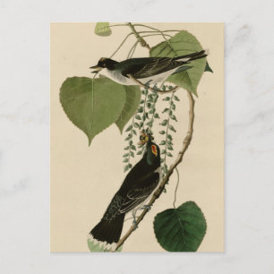 Tyrant fly-catcher postcard